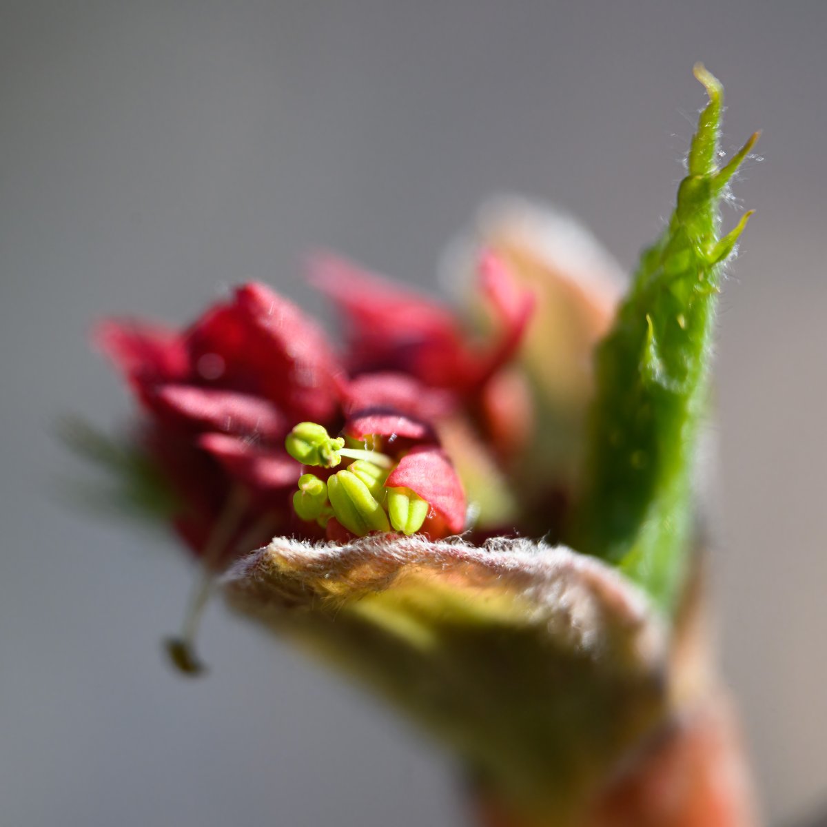 Mit der Nisi Nahlinse auf Pirsch im Garten