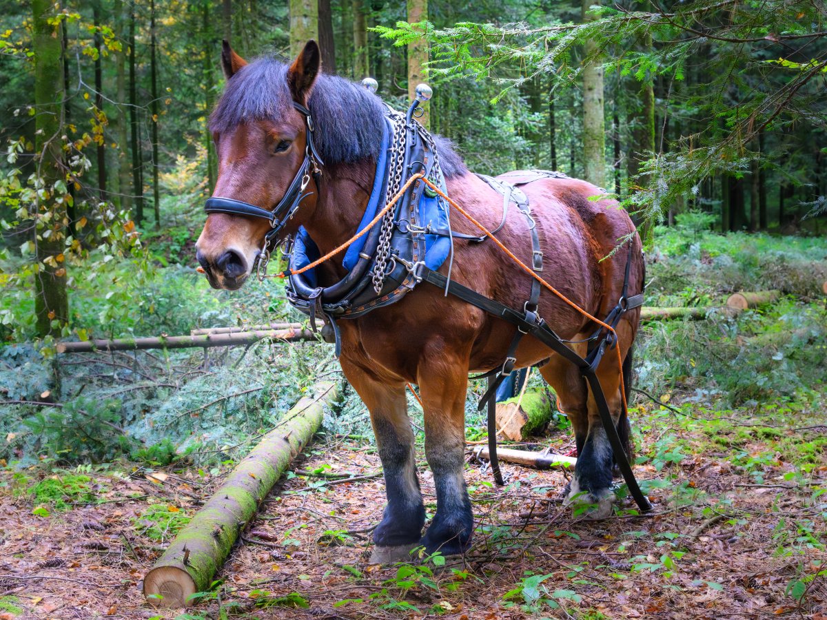 Holzrücken