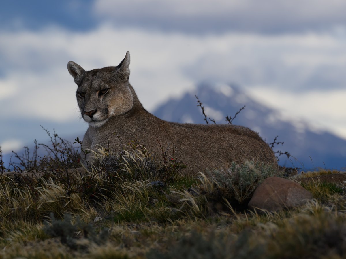 Pumas!