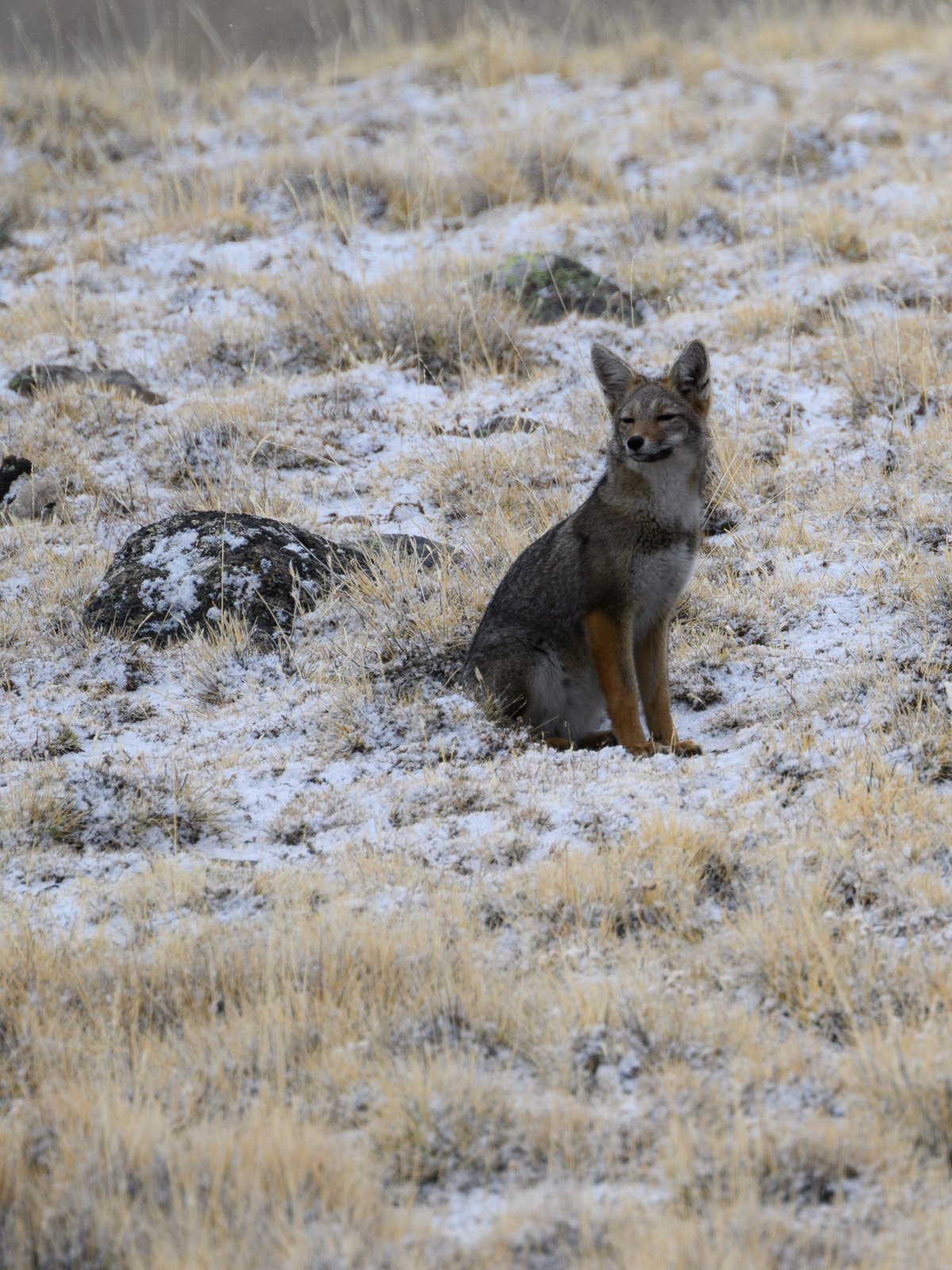 ... und der erste Schnee der Saison.