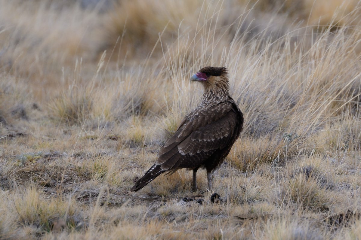 Caracara
