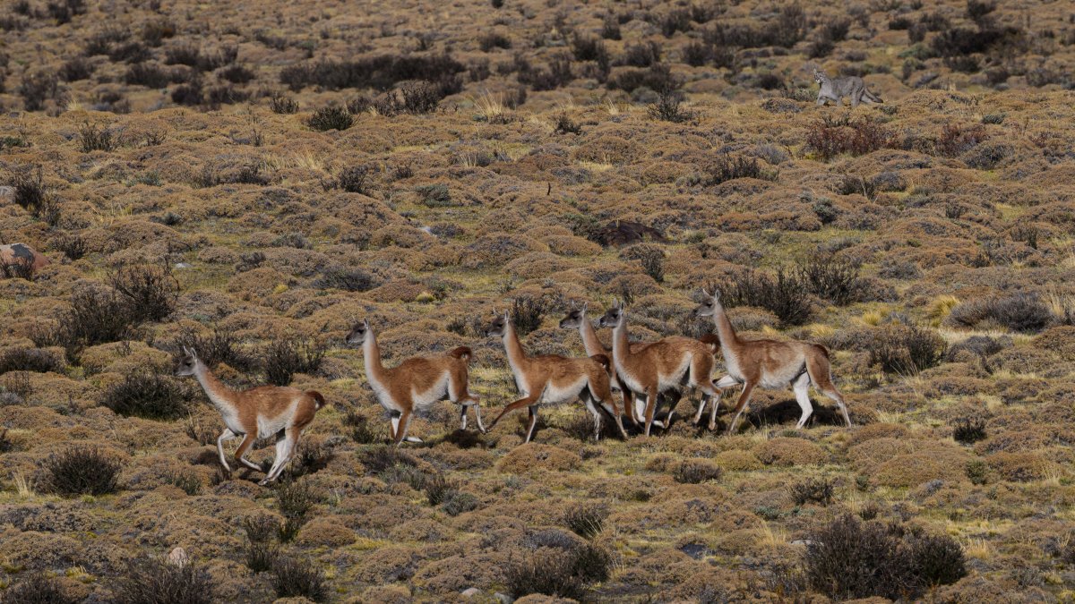 Tierwelt in Patagonien