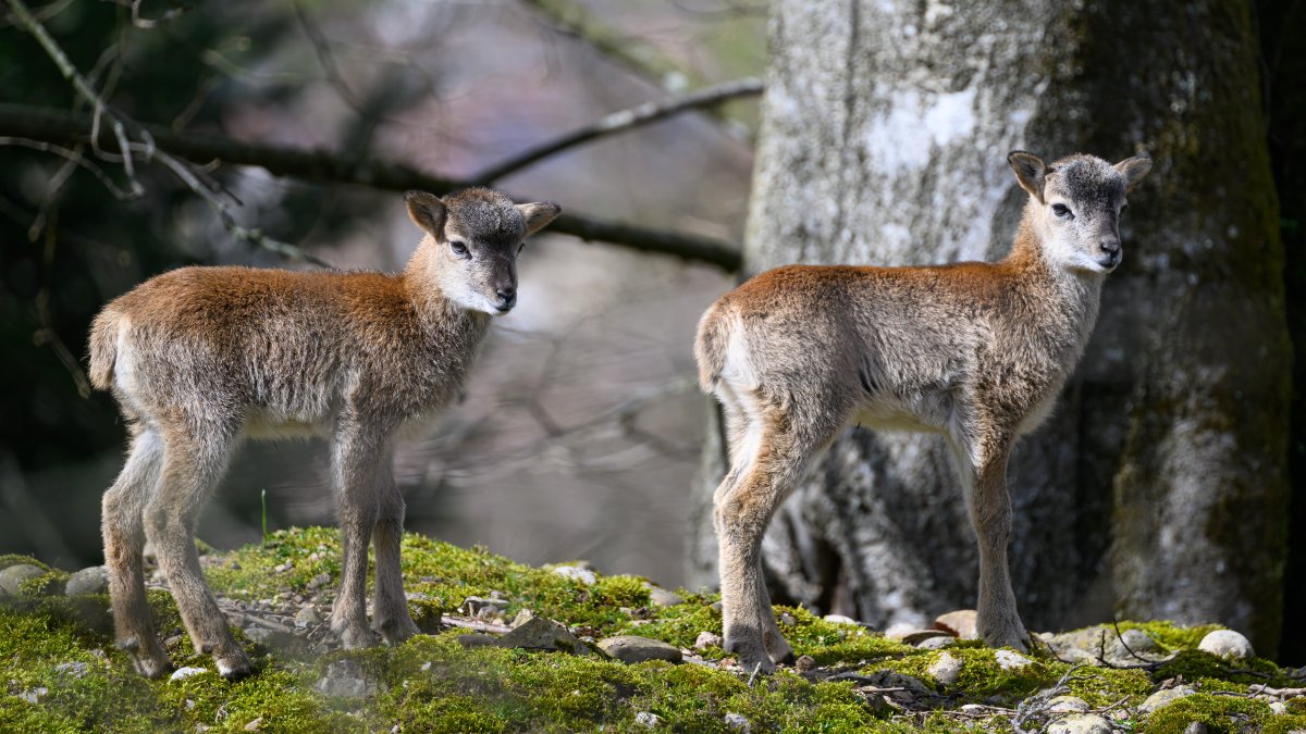 Tierpark Goldau